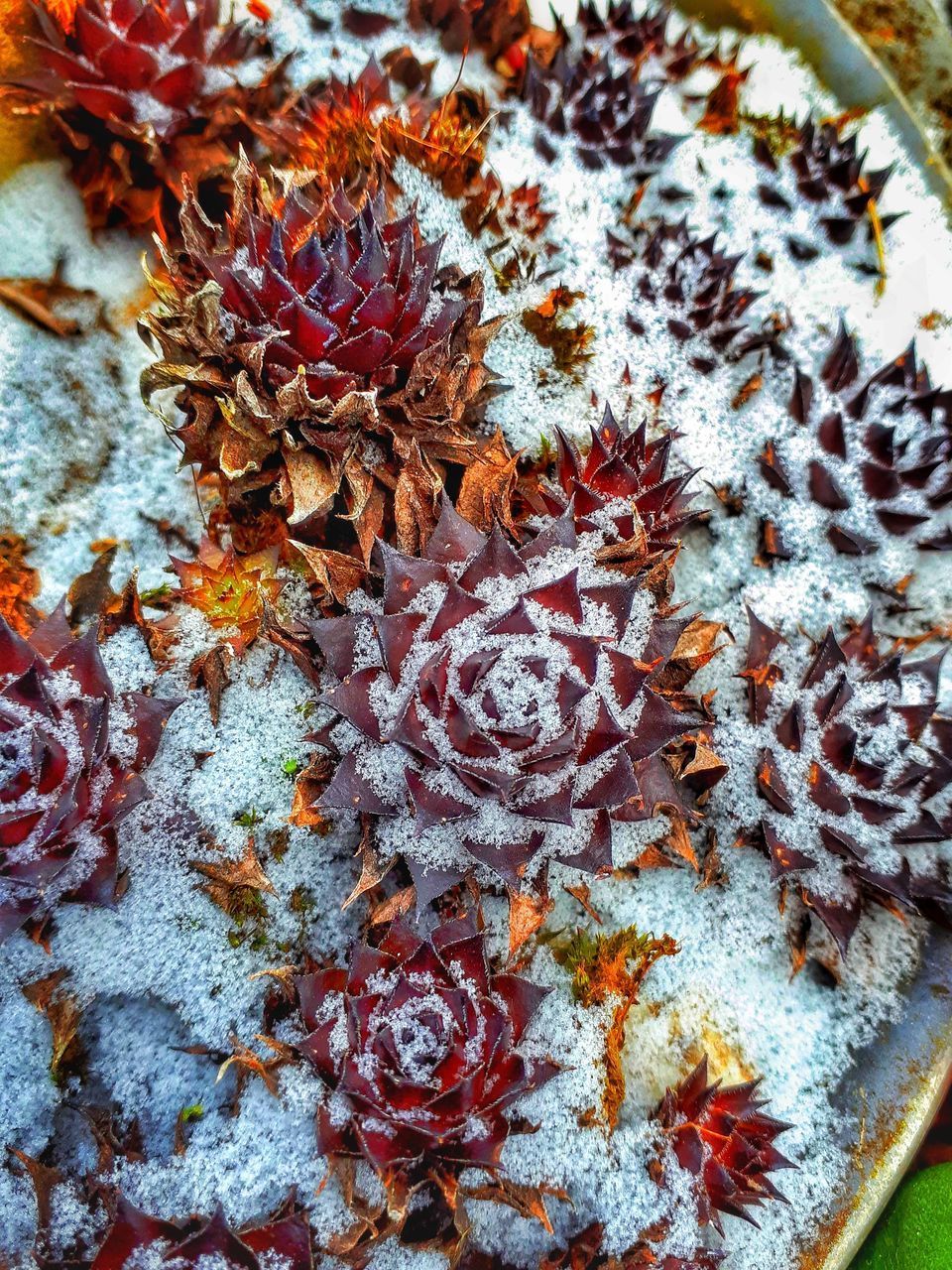 HIGH ANGLE VIEW OF DEAD PLANT