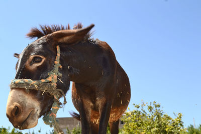 Close-up of donkey against clear sky