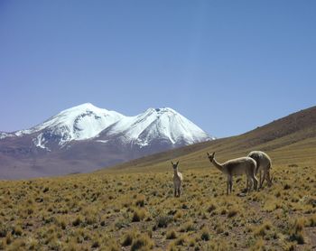 Horses grazing on landscape against clear blue sky