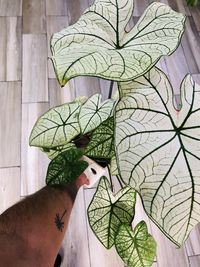 Cropped hand of person holding plant