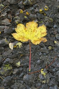 Autumnal leaves on ground