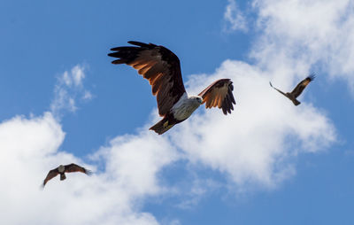 Low angle view of birds flying in sky