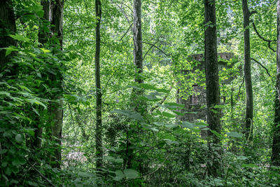 Scenic view of forest