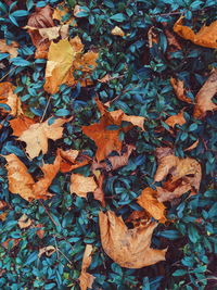High angle view of dry maple leaves on land