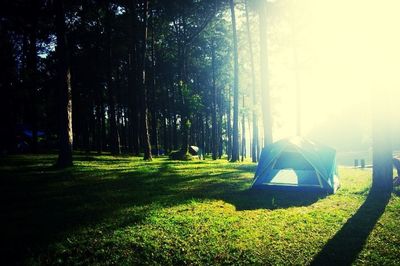 Sun shining through trees on grassy field