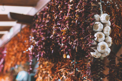 Low angle view of chili peppers and garlic cloves hanging at market stall