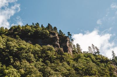 Low angle view of trees against sky