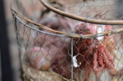 Close-up of metal fence in cage