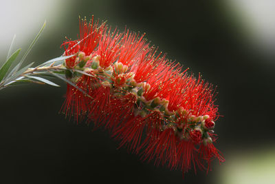 Close-up of red flower against black background