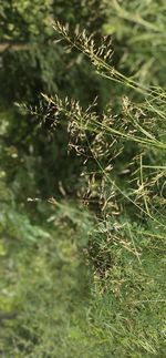 Close-up of plant growing on field