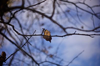 Low angle view of bare tree against sky