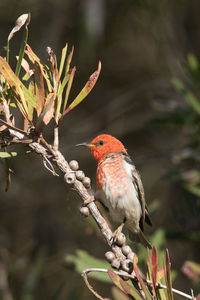 Close-up of bird perching on branch