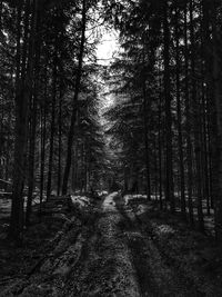 Dirt road amidst trees in forest