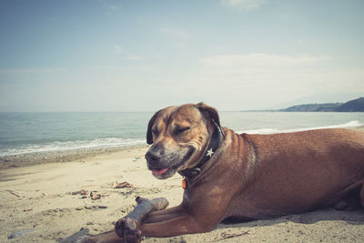 Close-up of dog on beach against sky