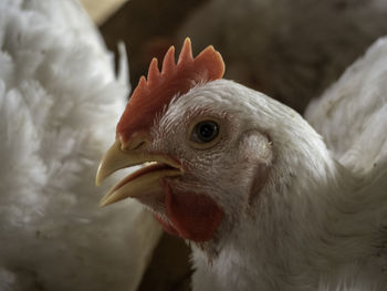 Close-up of a bird