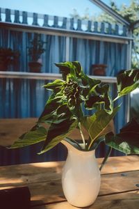 Close-up of potted plant on table in balcony