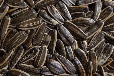 sunflower seed