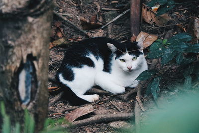 Portrait of a cat