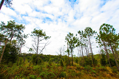 Low angle view of trees in forest against sky