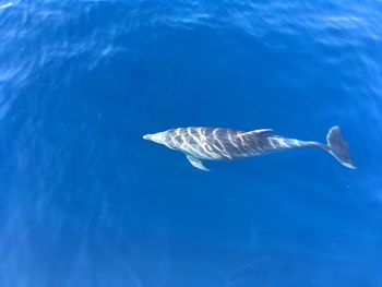 Dolphin swimming in sea