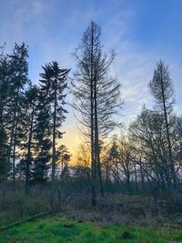 Trees in forest against sky