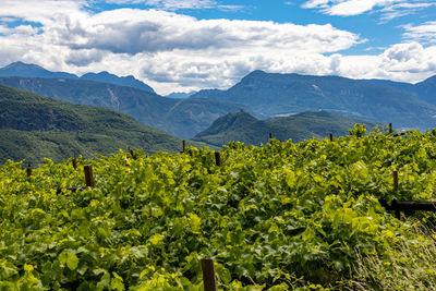 Scenic view of agricultural field against sky