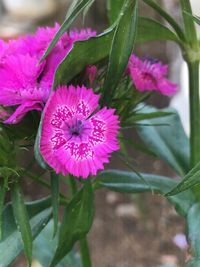 Close-up of pink flowering plant