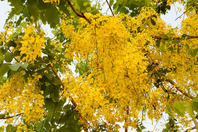 Low angle view of yellow maple tree