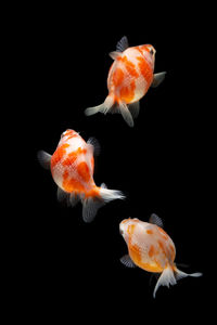 Close-up of fish swimming in sea