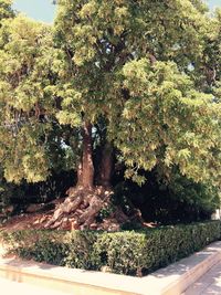 Trees and plants on road