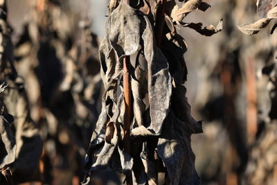 Close-up of tree trunk