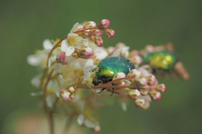 Close-up of green beetles on white flowering plants