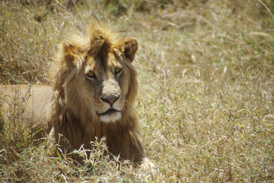 Lion on field