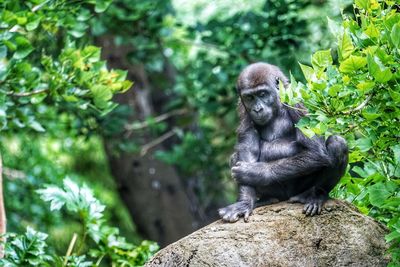 Monkey sitting on rock