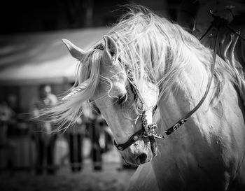 Close-up of a horse