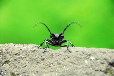 Close-up of insect on rock