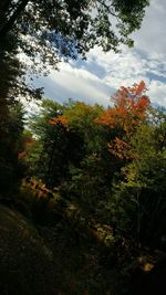 Scenic view of trees against sky