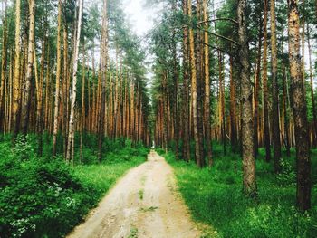 Road amidst trees in forest