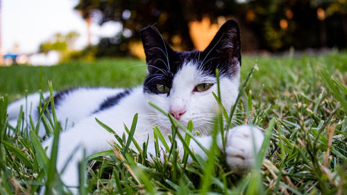 Portrait of cat on field