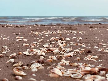 Surface level of shells on beach against sky