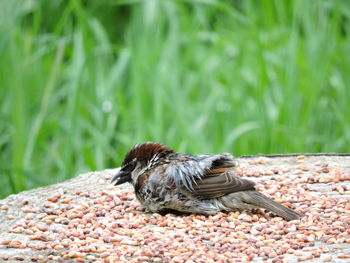 Close-up of a bird