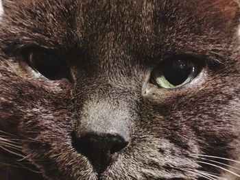 Close-up portrait of a cat