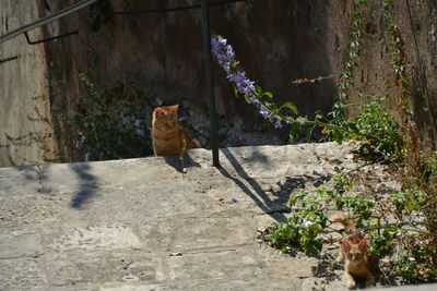 Cat on plant by wall