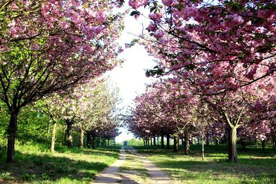 View of cherry blossom trees in park