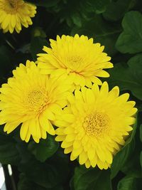 Close-up of yellow flowers