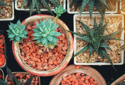 High angle view of succulent plants in market