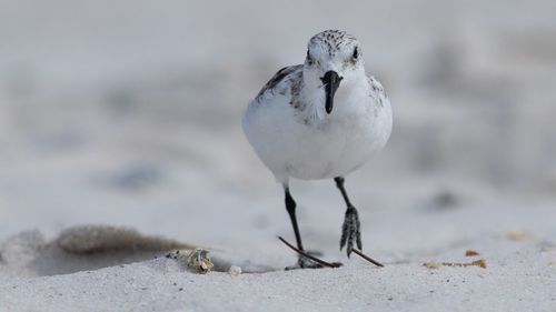 Close-up of seagull perching on a land