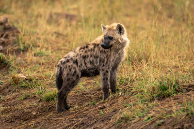 Spotted hyena