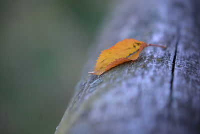 Close-up of autumn leaves on wood