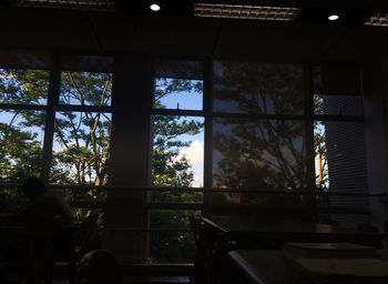 Trees seen through window